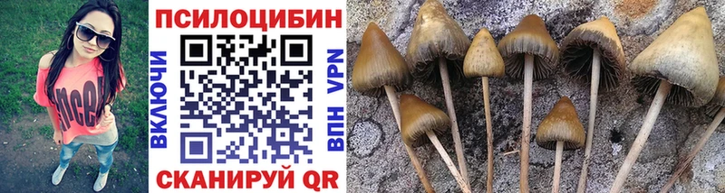 Купить где  Белебей  Галлюциногенные грибы Cubensis 